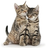 Tabby kittens sitting together