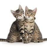 Tabby kittens sitting together