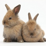 Two cute baby Lionhead-cross rabbits