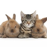 Tabby kitten with baby rabbits