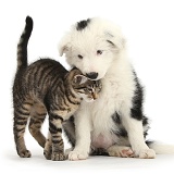 Tabby kitten rubbing Black-and-white Border Collie pup