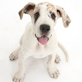 Great Dane puppy, sitting and looking up