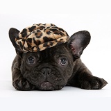 Dark brindle French Bulldog pup wearing a hat