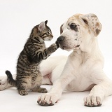Cute tabby kitten with Great Dane puppy