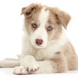 Lilac Border Collie pup