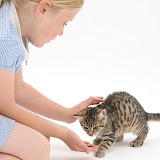 Girl giving a tabby kitten some treats