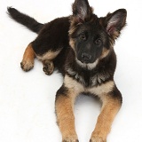 Alsatian pup