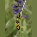 Ascalaphid or owlfly