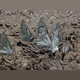 Black-veined White butterflies