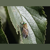 Green-eyed Horsefly