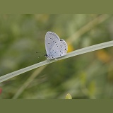 Provencal Short-tailed Blue