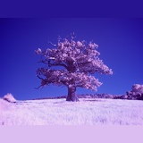 Ockley Oak - Summer infrared