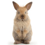 Baby Lionhead x Lop rabbit, standing