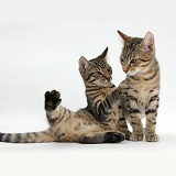 Tabby kittens lounging together