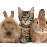 Tabby kitten and rabbits