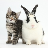 Cute tabby kitten and black-and-white rabbit