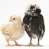 Frizzle feather chicken chick and Polish chick