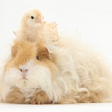 Frizzle feather chicken chick and shaggy Guinea pig
