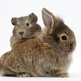 Baby agouti bunny and Guinea pig