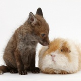 Red Fox cub and shaggy Guinea pig