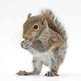 Young Grey Squirrel eating a hazelnut