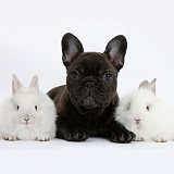 French Bulldog pup and white bunnies