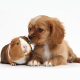 Ruby Cavalier pup and Guinea pig