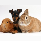 Miniature Pinscher puppy, rabbit and Guinea pig