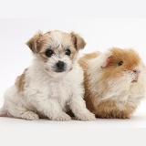 Cute Bichon x Yorkie pup and shaggy Guinea pig