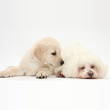 Bichon Frise and Yellow Labrador puppy