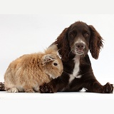 Chocolate Cocker Spaniel pup and rabbit
