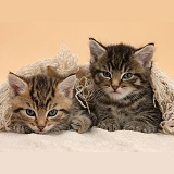 Cute tabby kittens, under a shawl