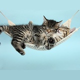 Cute tabby kittens sleeping in a hammock