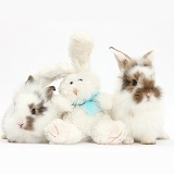Baby bunnies with soft toy rabbit