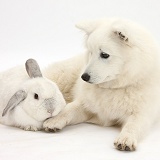 White Japanese Spitz dog and rabbit
