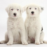 Mostly white Border Collie pups