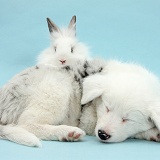 Sleepy Border Collie pup and rabbit on blue background