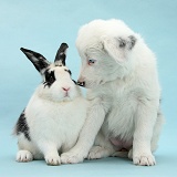 White Border Collie pup and rabbit on blue background