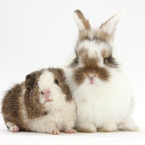 Young rabbit and frizzy Guinea pig