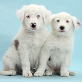 Mostly white Border Collie pups on blue background