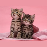 Cute tabby kittens, under a pink scarf