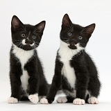 Black-and-white tuxedo male kittens, 7 weeks old