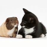 Black-and-white kitten and Guinea pig