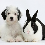 Jack-a-poo pup with black-and-white Dutch rabbit