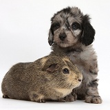 Daxiedoodle pup and Guinea pig