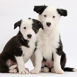 Two black-and-white Border Collie puppies