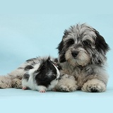 Black-and-grey Daxiedoodle pup and Guinea pig