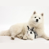 White Japanese Spitz dog and black-and-white rabbit