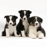 Three Black-and-white Border Collie pups