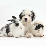Jack-a-poo pup with Dutch rabbit and Guinea pig